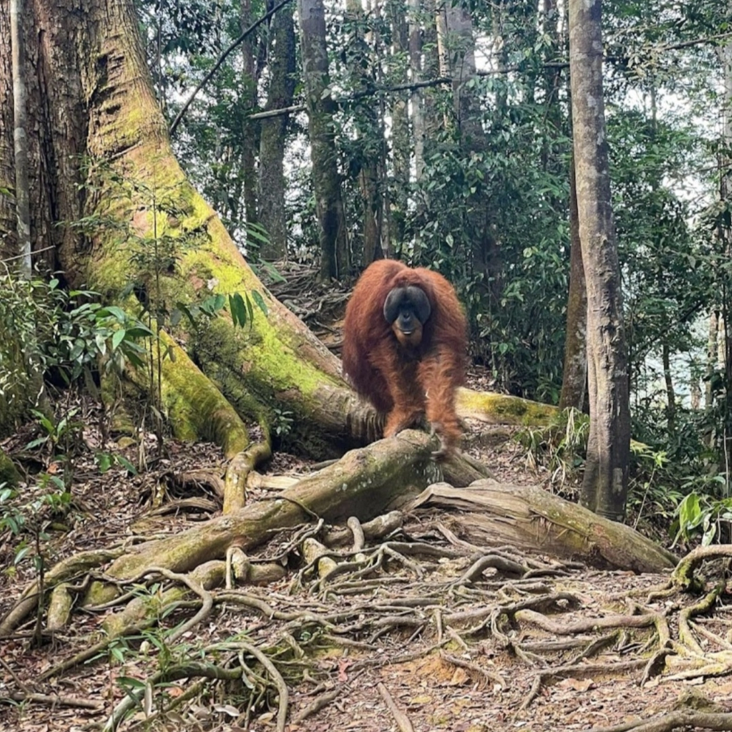 Wild dominan male orangutan