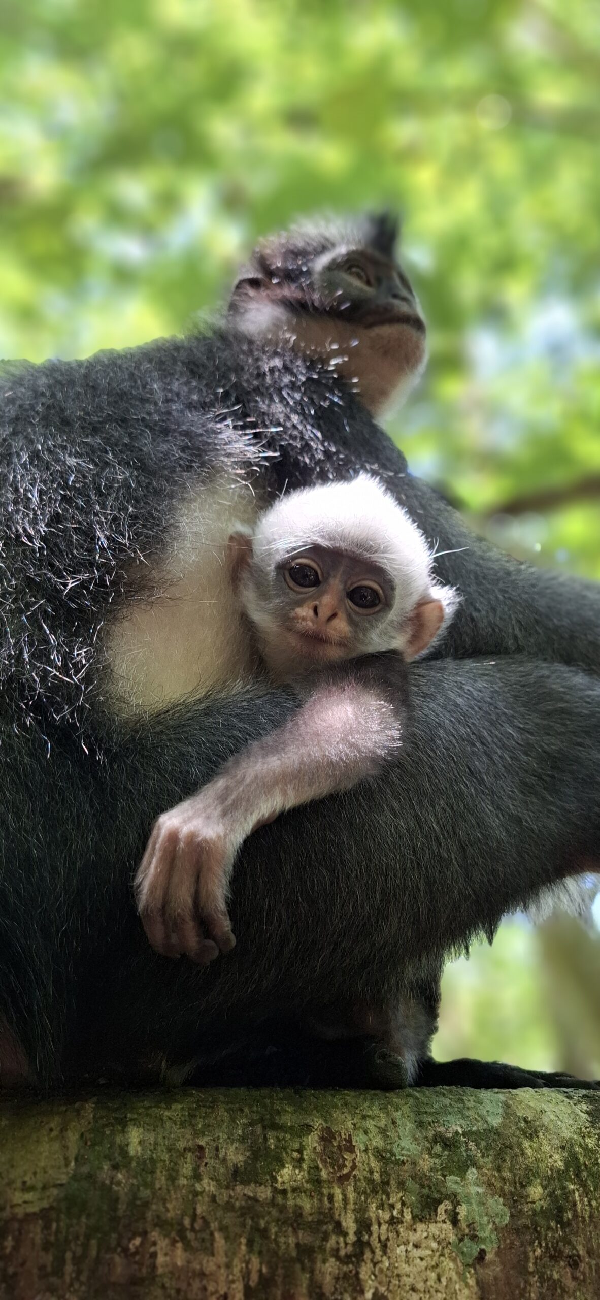 Thomas leaf monkey with the baby