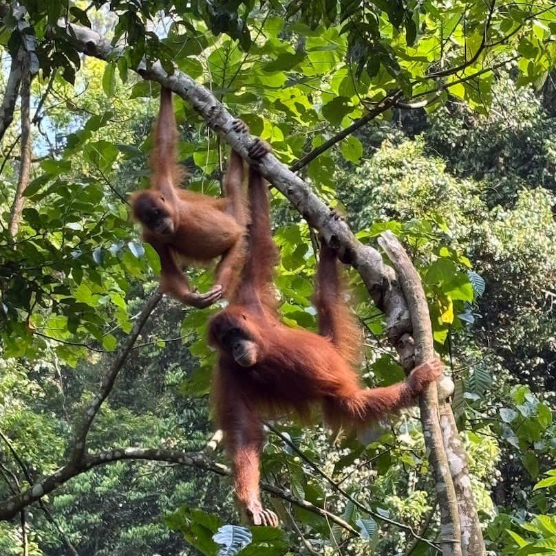 wild-mother-orangutan-baby-3