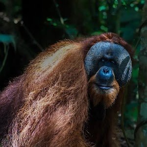 Wild Sumatra Adventure place picture